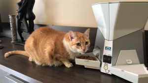 Petpresso – Diéta, egészség, hosszú és boldog élet a cicáknak